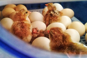 A Sneak Peek at Our Adorable Baby Chicks!