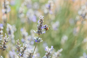 Honey Season at Al Haush !