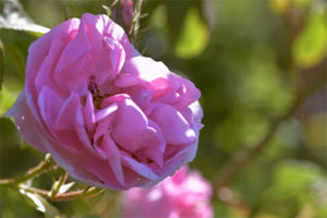 Rosa Damascena – the Lebanese queen of flowers
