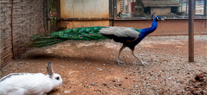 Farm living. Rabbit, peacock. t the heart of Al Haush is an organic farm which provides a high proportion of the ingredients used by our kitchens and in our toiletries.